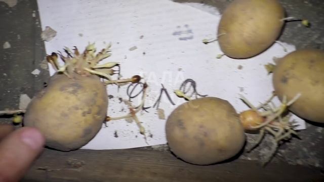 ? Подготовка картофеля к посадке — выбраковка перед проращиванием по технологии Гордеевых смотреть онлайн