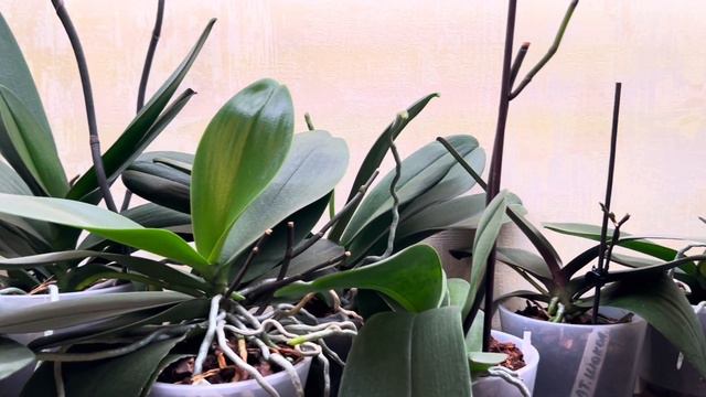 Почему Орхидеи сушат свои бутоны ? ( ответы на вопросы зрителей ) смотреть онлайн