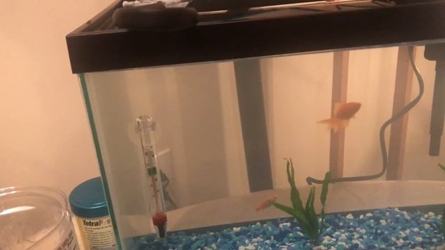 Guppy dying/Умирает Гуппи смотреть онлайн