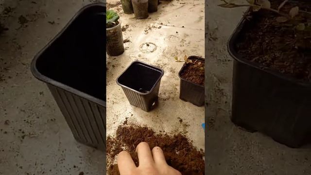 голубика в сибири 3 смотреть онлайн