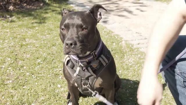 Best Dog Harness for Pitbull Babyltrl No Pull Dog Harness Review смотреть онлайн