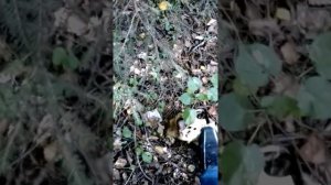 Твои друзья в овраге лошадь доедают  )) - Кости на краю леса