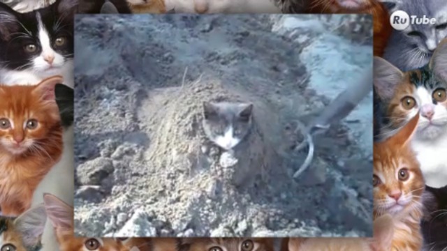 Кошачьи обломы смотреть онлайн