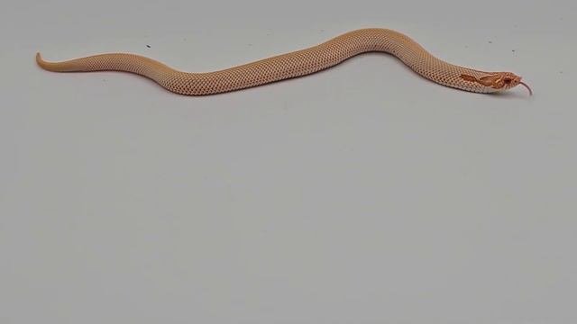 Available albino superconda het snow western hognose. смотреть онлайн