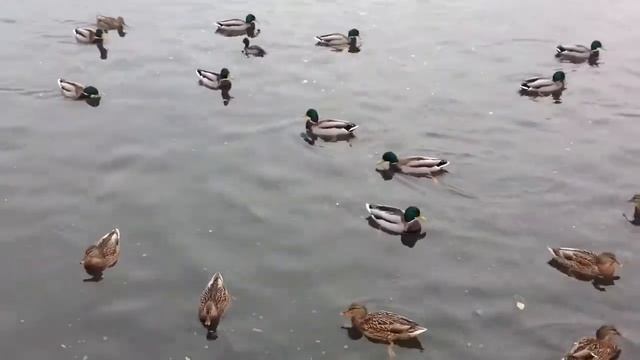 Утки, г.Москва, Капотня. смотреть онлайн