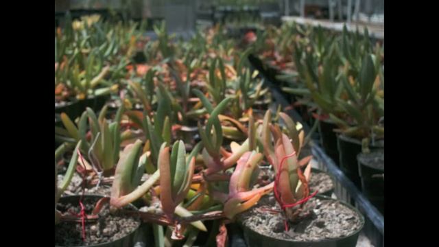 Carpobrotus edulis Timelapse May 2014 смотреть онлайн