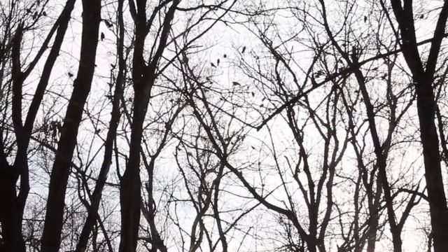 Вороньё смотреть онлайн