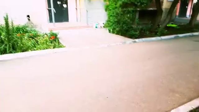 Начинающие трюки|Трюки на самокате смотреть онлайн