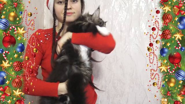 ЛИРИКУМ Жириновский 3,5 месяца - шубастый крупный котенок мейн-кун смотреть онлайн