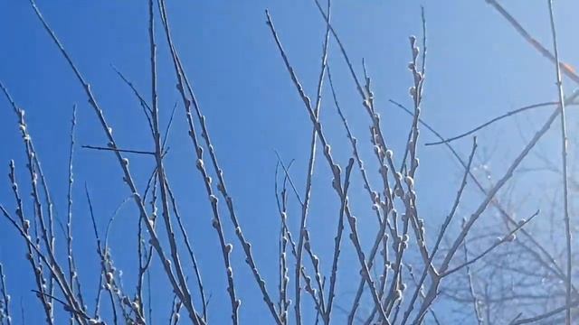 Дом в цветах// Весна. Цветёт ива 