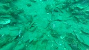 гребешок морской. ловля гребешка в приморье. жизнь в Приморье. как ловить гребешка