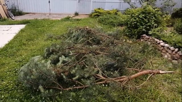 Обрезка декоративных деревьев на клумбах. Обзор посадок. Прогулка вечером по окрестностям. смотреть онлайн