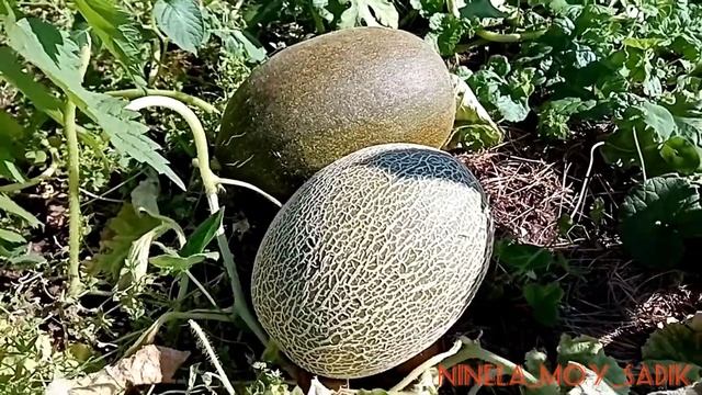 Дыни выращены в Иркутской области. смотреть онлайн