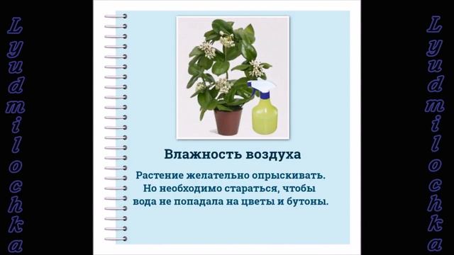Хойя (Восковой плющ). Уход в домашних условиях смотреть онлайн