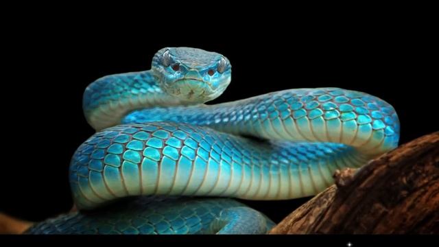 Как шипит змея. Звук кобры. | Snake sound, Cobra sound, Voice cobra, Voice snake смотреть онлайн