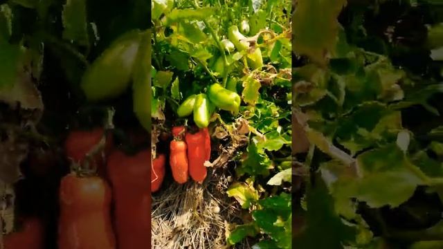 Сорт томата Дрова облеплен плодами. смотреть онлайн