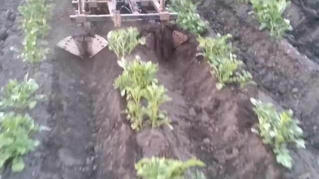 правильные окучники,второе окучивание ушастыми! смотреть онлайн