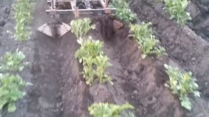 правильные окучники,второе окучивание ушастыми!
