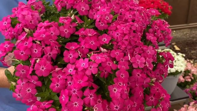 Phlox Gisele From Selecta One