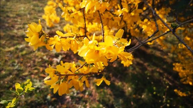 Весна в Польше. Дневник Апреля.Wiosna w Polsce. смотреть онлайн