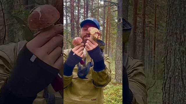 ГРИБНИКИ ПОПАЛИ В ГРИБНОЙ РАЙ ПО-КАРЕЛЬСКИ! БЕЛЫЕ ГРИБЫ БОРОВИКИ ЗАХВАТИЛИ НАС В ПЛЕН! КАРЕЛИЯ 2022 смотреть онлайн