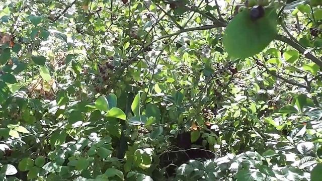 Карелия. Дача. Уборка малины смотреть онлайн