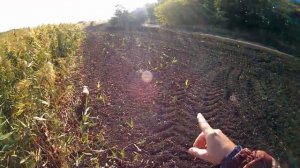 (18 ) ОХОТА НА УТКУ и ГОЛУБЯ (2019) (порадовали дальние выстрелы).mp4