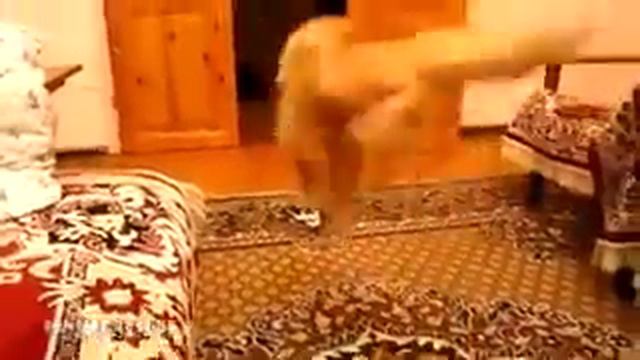 хаха, кот из марио)))))))) смотреть онлайн