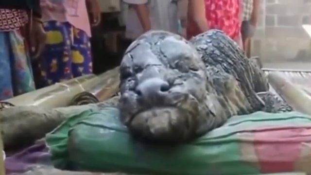 ТАЙНЫ ЗЕМЛИ 4 серия -Гибрид КРОКОДИЛА И БУЙВОЛА смотреть онлайн