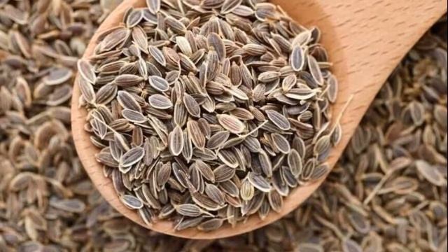 Семена укропа - секреты применения для организма смотреть онлайн