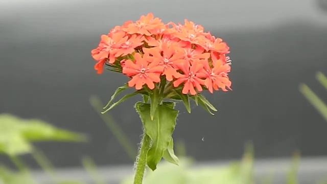 Lychnis chalcedonica 2 смотреть онлайн