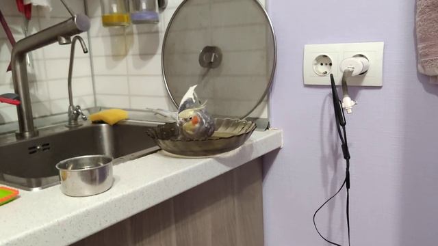 Корелла Луша моется в тарелке смотреть онлайн