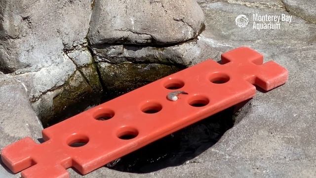 Kit The Sea Otter Plays "The Shrimp Game" смотреть онлайн