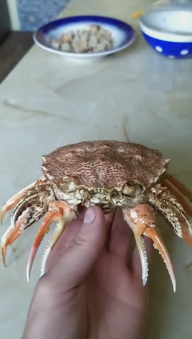 морской монстр краб ? своими руками смотреть онлайн