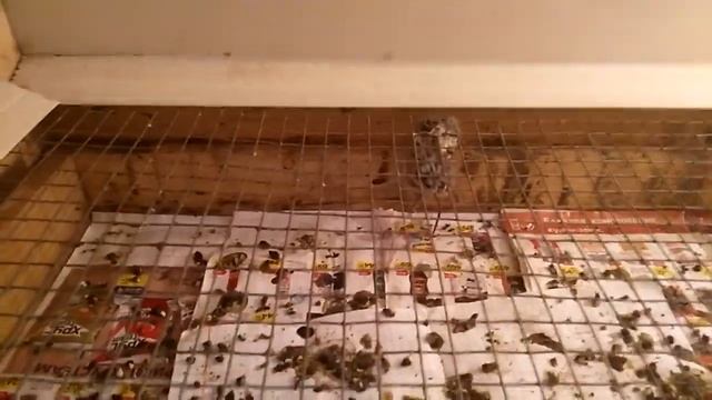 Суточные птенцы казнили мышь.Ужас.? смотреть онлайн