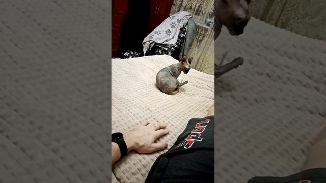 Учу Клёпу делать кувырок ? смотреть онлайн