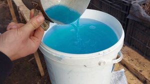 Первая весенняя обработка  клубники