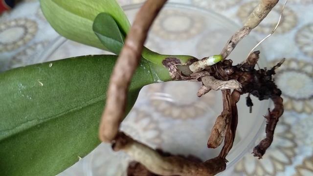 корни орхидеи ПРОСНУЛИСЬ! листья НЕ УВЯДАЮТ! орхидеи без корней РАСТУТ! способ орхидеи РЕАНИМИРУЕТ! смотреть онлайн