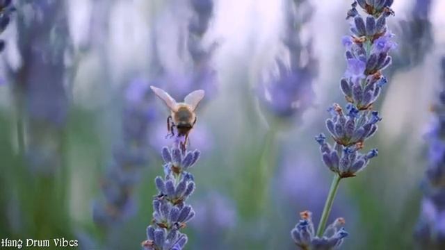 Hang Drum Healing Music - Get Rid Of All Bad Energy | Heals Body Damage - Relaxation and Meditation смотреть онлайн