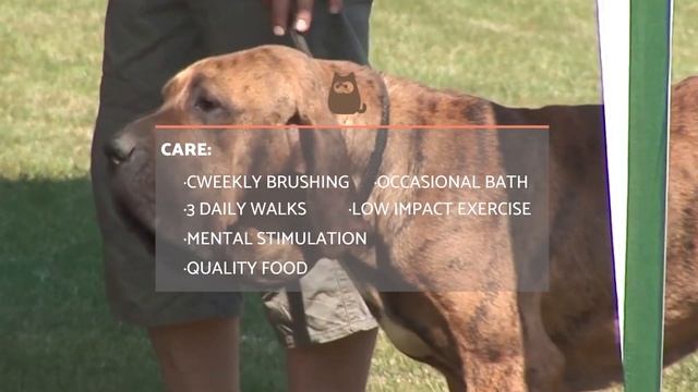 FILA BRASILEIRO Dog Breed ? Characteristics, Care and MORE смотреть онлайн