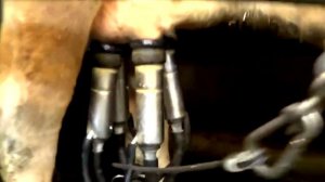 Дойка коров в доильном зале "Елочка". Дания