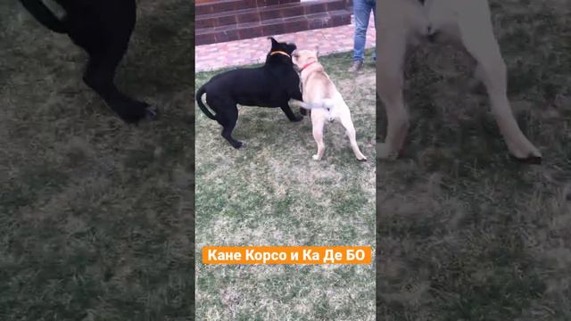 Игра Кане Корсо и Ка Де Бо 🐶 смотреть онлайн