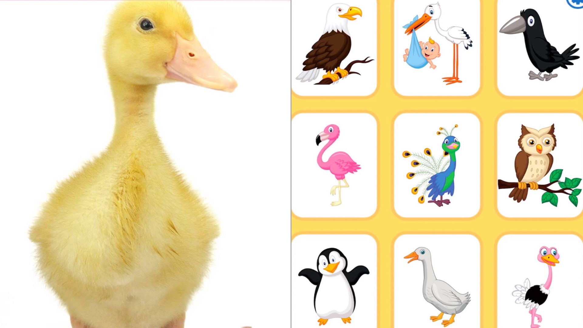 Звуки животных 1