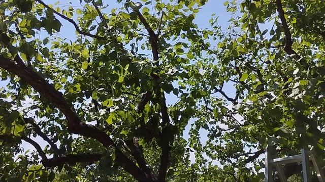 Основная -летняя обрезка большого абрикоса. смотреть онлайн