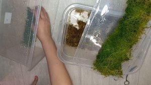 Выращиваем МОХ СФАГНУМ дома, собираем урожай как обрезать мох, использую для фиалок, стрептокарпусо