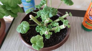 Как разбудить спящие почки у пеларгонии? Результат обрезки