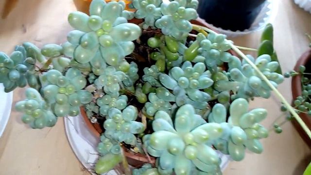 Комнатные растения. Самые терпеливые цветы. смотреть онлайн