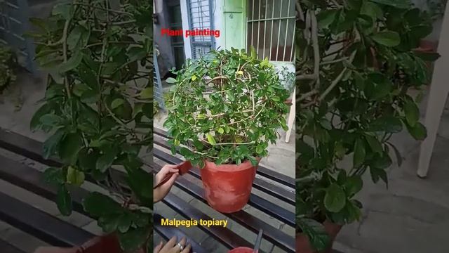 Malpighia Topiary plant painting смотреть онлайн