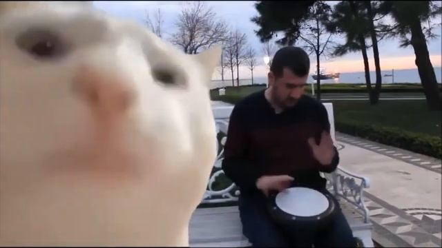 Cat Vibing To Ievan Polkka 1 HOUR смотреть онлайн