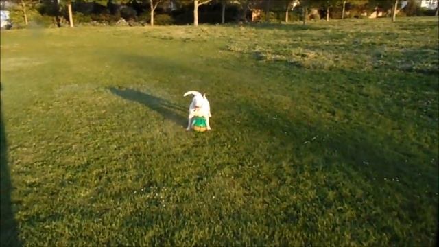 BULL TERRIER SOCCER смотреть онлайн